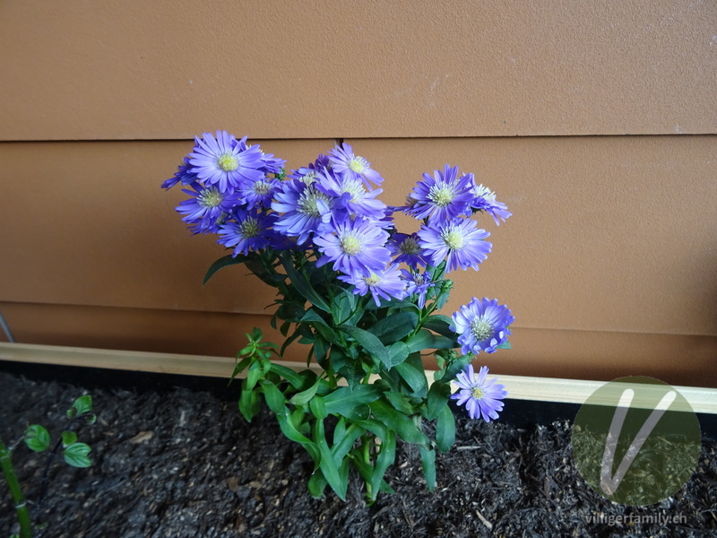 Neubelgische Aster: Übersicht